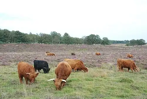 Begrazing door Schotse hooglanders in het Deelerwoud