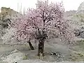 Prunus armeniaca-boom