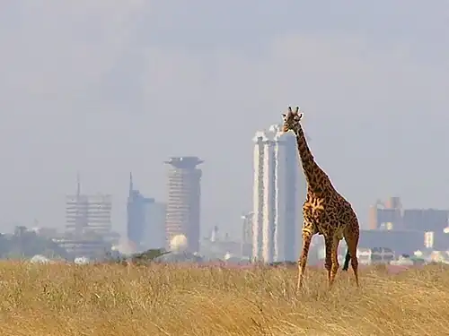 Giraffe met op de achtergrond de stad Nairobi