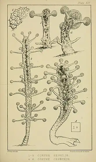Stauridiosarsia