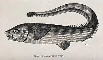Acanthonotus