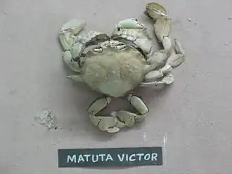 Matuta victor
