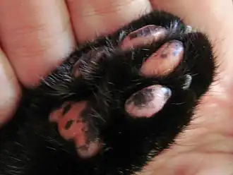 Roze en zwart mengpatroon op de voetkussentjes van een zwarte schildpadkat