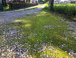 Een zode van gewoon smaragdsteeltje.