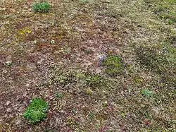 De associatie van vetkruid en tijm