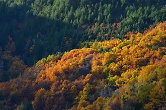 Zarouchlas-bos, Nationaal park Chelmos-Vouraikos