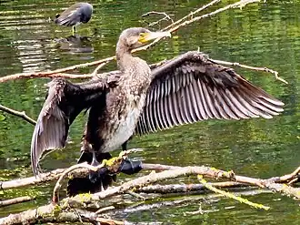 Aalscholver droogt zijn vleugels
