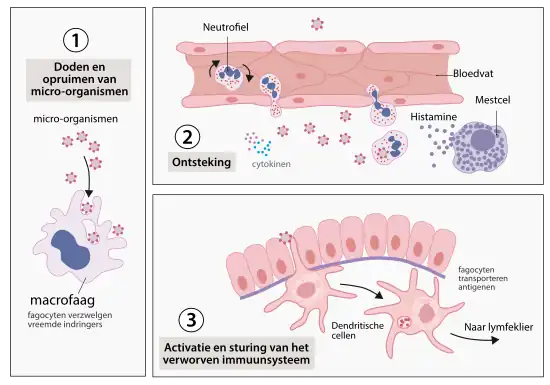 Drie belangrijke functies van de aangeboren afweer. Fagocyten hebben de taak lichaamsvreemde micro-organismen te doden en op te ruimen (1), een ontstekingsreactie op gang te brengen (2) en fragmentjes van de verteerde ziekteverwekker (antigenen) naar de perifere lymfeklieren te transporteren om daar het verworven immuunsysteem te activeren (3).