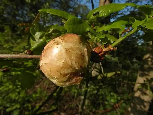 Aardappelgal veroorzaakt door de aardappelgalwesp
