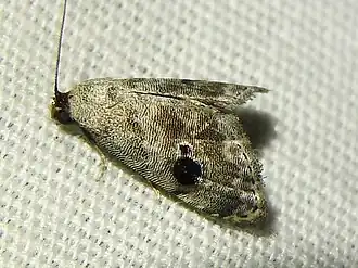 Abablemma duomaculata