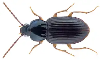 Abacetus azurescens
