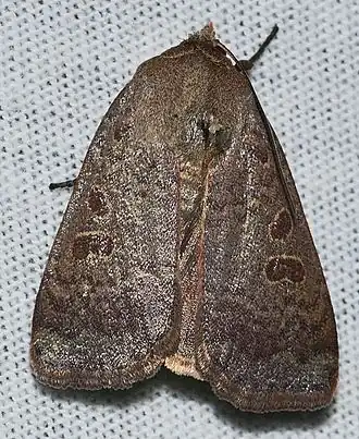 Abagrotis alternata