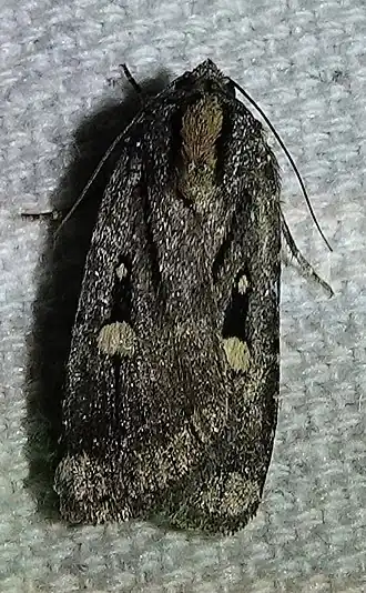 Abagrotis mirabilis