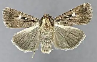 Abagrotis striata