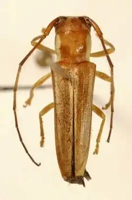 Abanycha fasciata