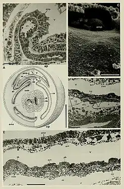 np: neurale plaat bij de zee-egel Abatus cordatus.