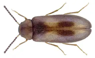Abdera triguttata