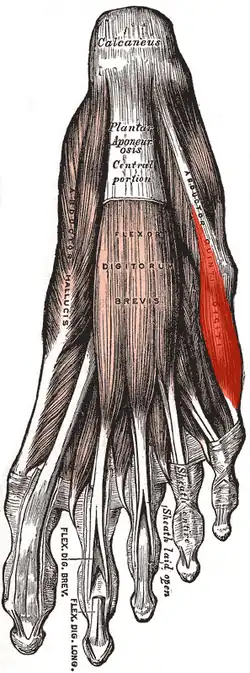 Musculus abductor digiti minimi pedis