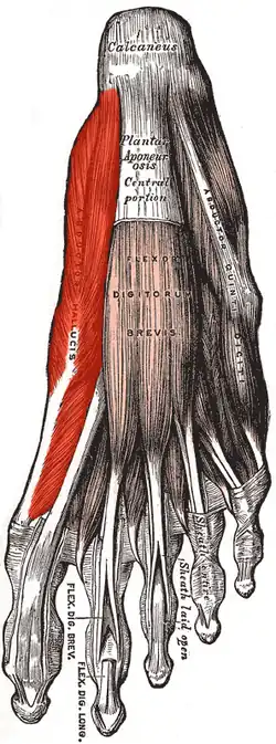 Musculus abductor hallucis