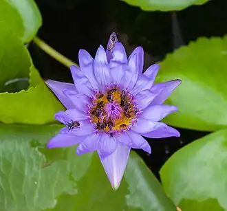 Tetragonula laeviceps