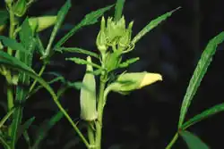 bloemknop plus vrucht