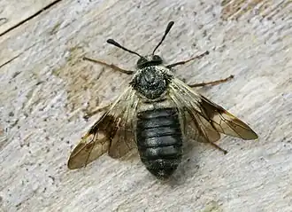 Kamperfoeliebladwesp