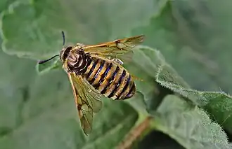 Abia lonicerae