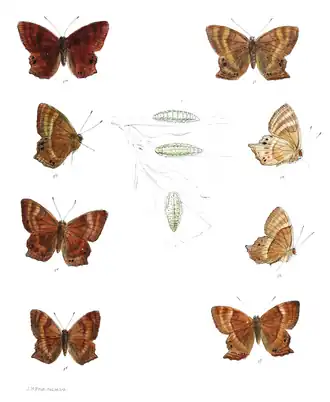 Abisara prunosa
