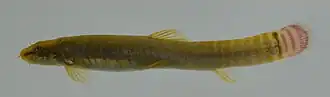 Aborichthys