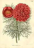 Paeonia tenuifolia door A.J. Wendel