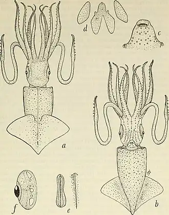 Abralia (Abralia) armata