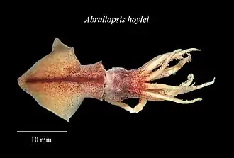 Abraliopsis hoylei