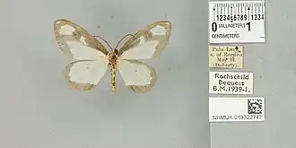 Abraxas subhyalinata