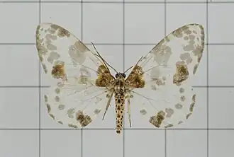 Abraxas tenuisuffusa