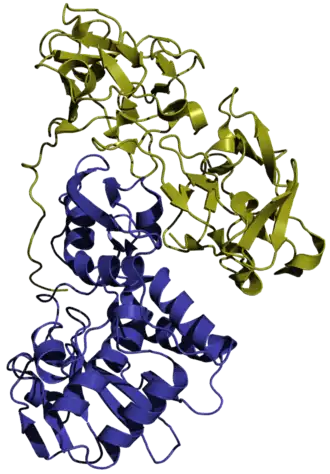 Structuurmodel naar PDB. De alfaketen is in blauw, de bètaketen in groen weergegeven