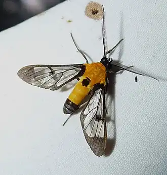 Abrochia leovazquezae