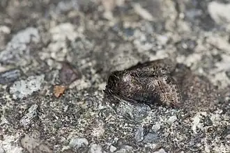 Abrostola abrostolina