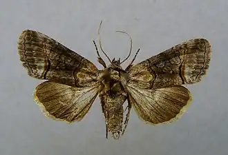 Abrostola asclepiadis