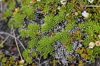 Abrotanella inconspicua