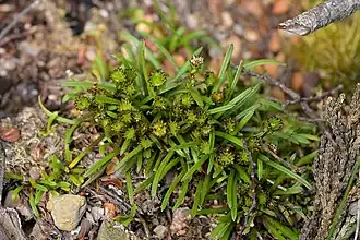 Abrotanella linearis