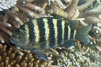 Abudefduf septemfasciatus