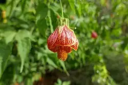 Abutilon 'Orange Glow'