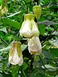 Abutilon 'Patricia'