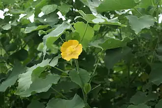 Abutilon indicum