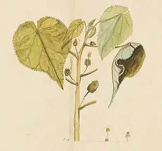 Abutilon julianae