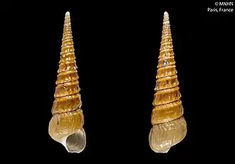 Abyssochrysos bicinctus