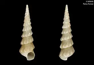 Abyssochrysos brasilianus