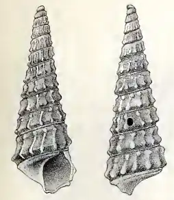 Abyssochrysos melvilli