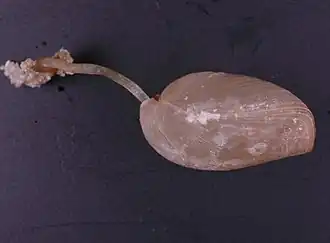 Abyssothyris wyvillei