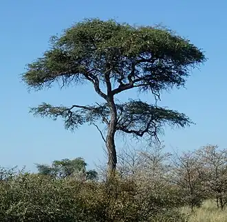 Kameeldoorn (Kalahari)